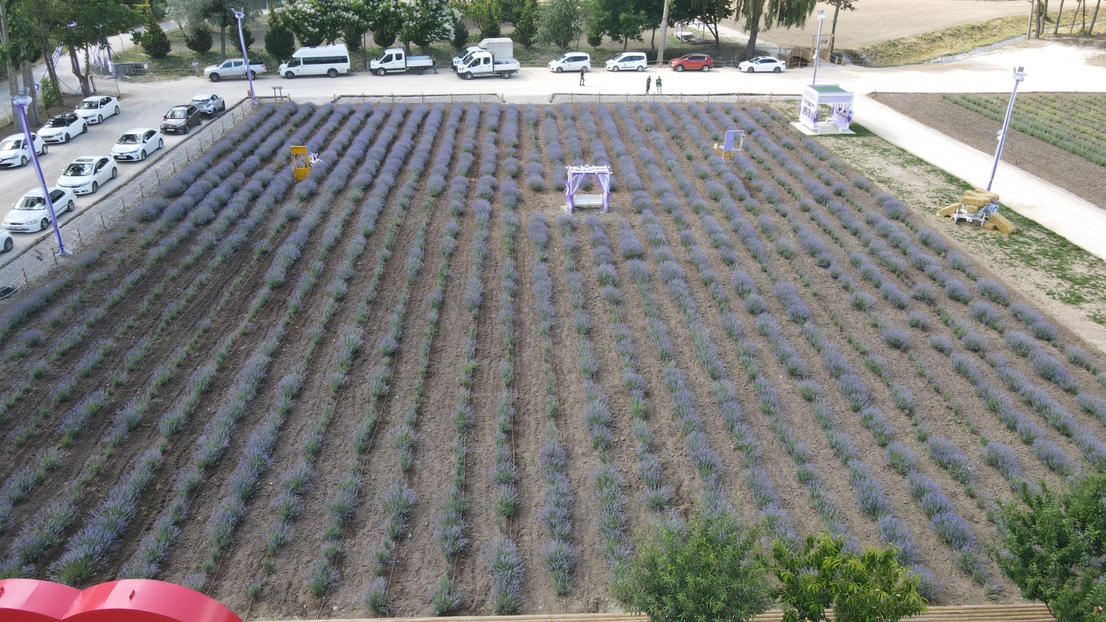 BELEDÄ°YE, LAVANTA BAHÃ‡ESÄ° KURDU